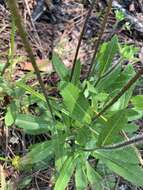 Image of blackeyed Susan