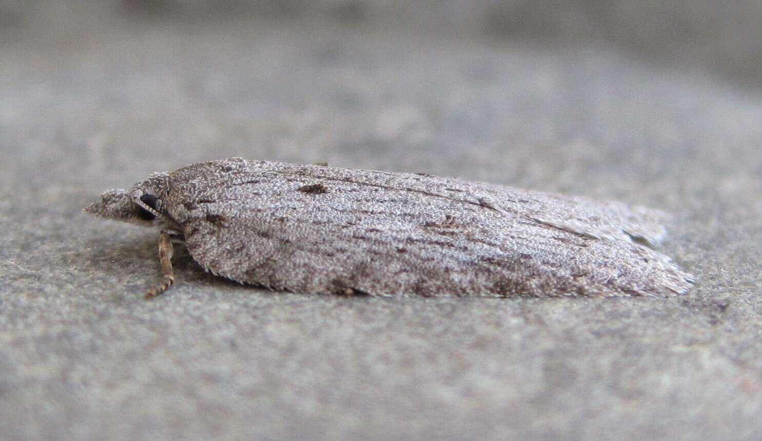 Image of Acleris maximana Barnes & Busck 1920