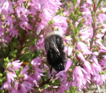 Image of Bombus soroeensis (Fabricius 1776)