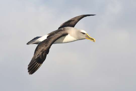 Image of Buller's Albatross