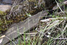 Image of Ryegrass sedge