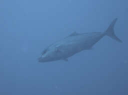 Image of Allied Kingfish