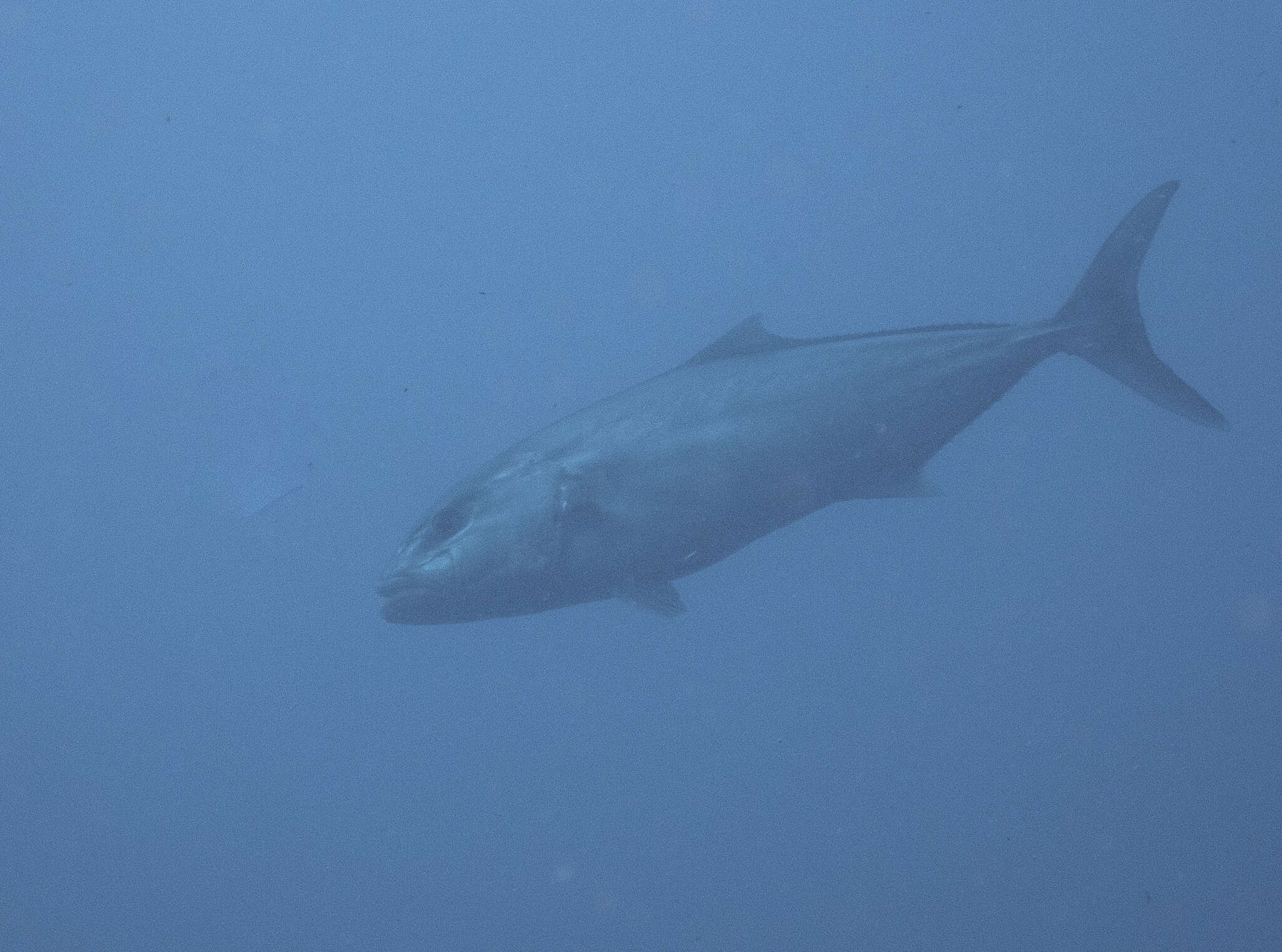 Image of Allied Kingfish