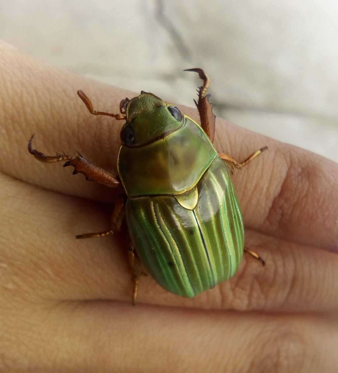 Image of Chrysina adelaida (Hope 1840)