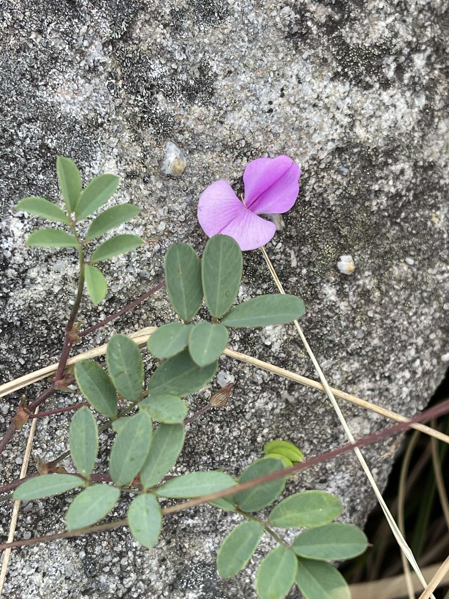 Tephrosia macropoda var. macropoda的圖片