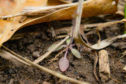 Image of Mouse-ear Cress