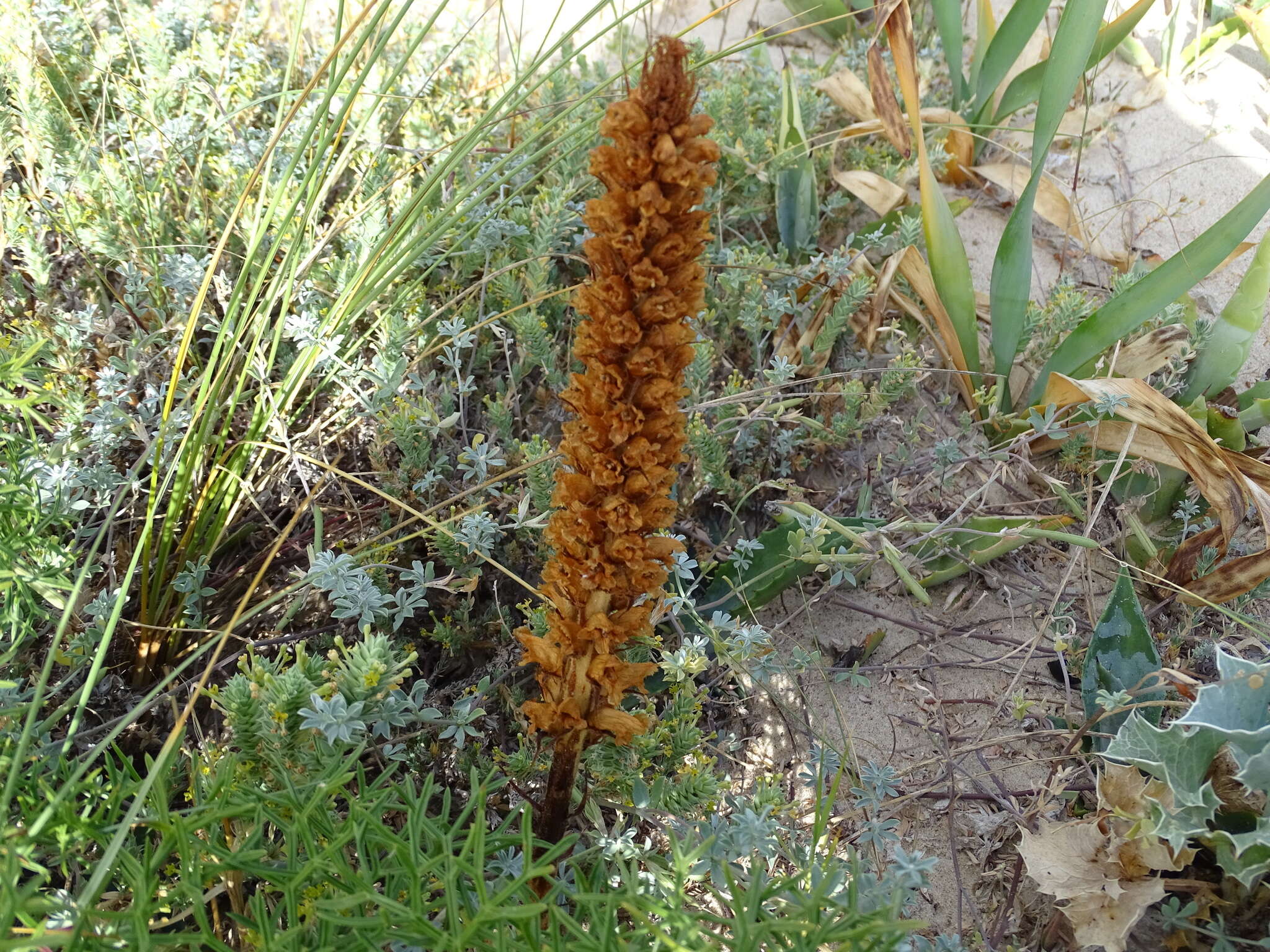 Image of Orobanche densiflora Salzm. ex Reuter