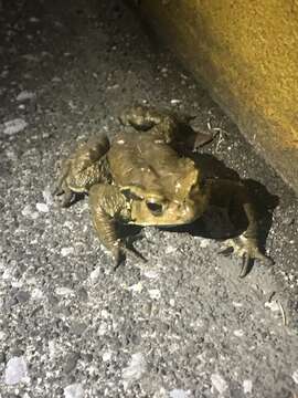 Image of Japanese Common Toad