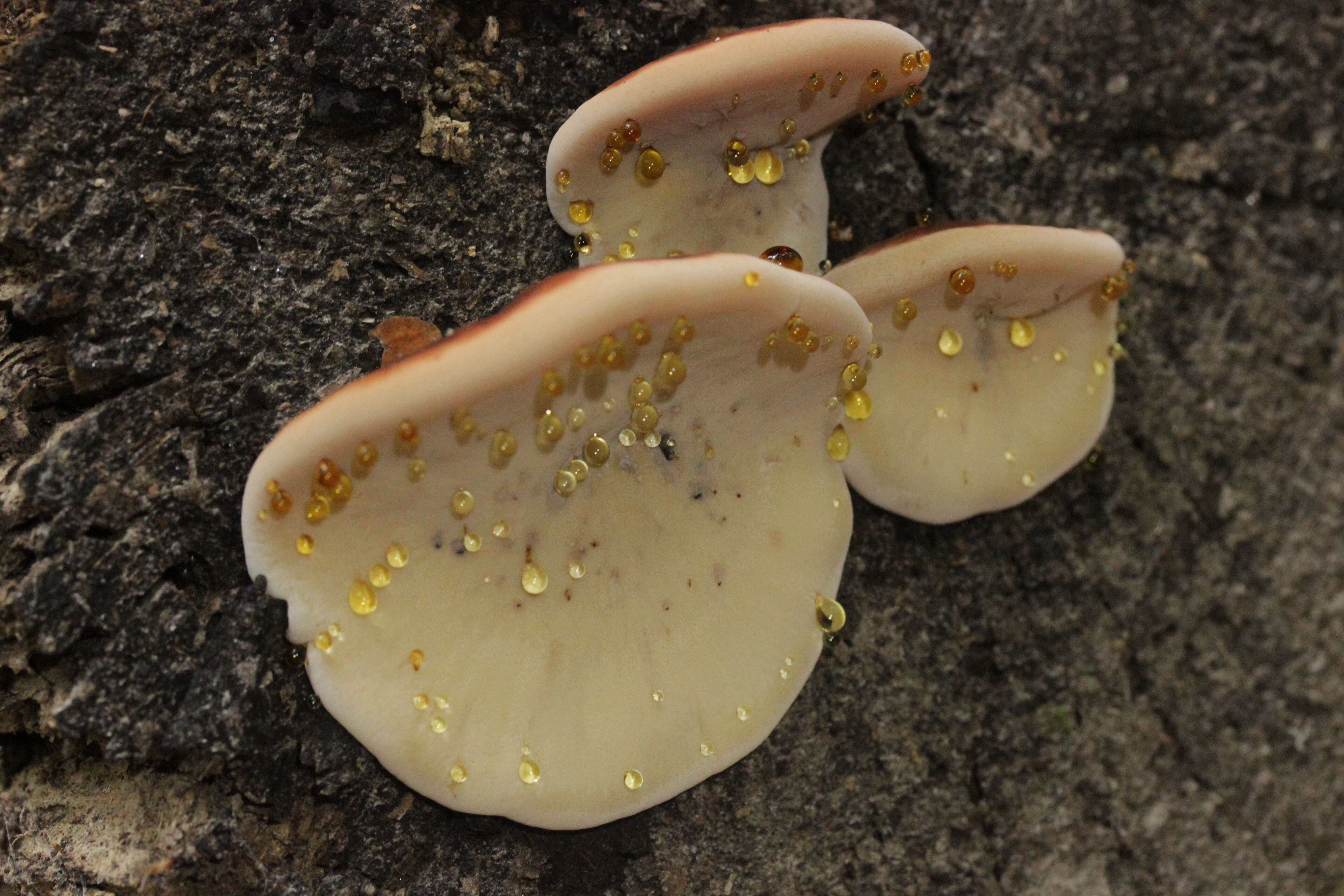 Image of Late fall polypore