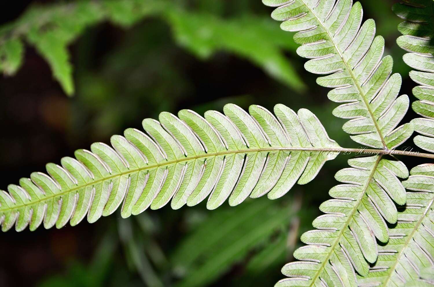 Sivun Pteris setulosocostulata Hayata kuva