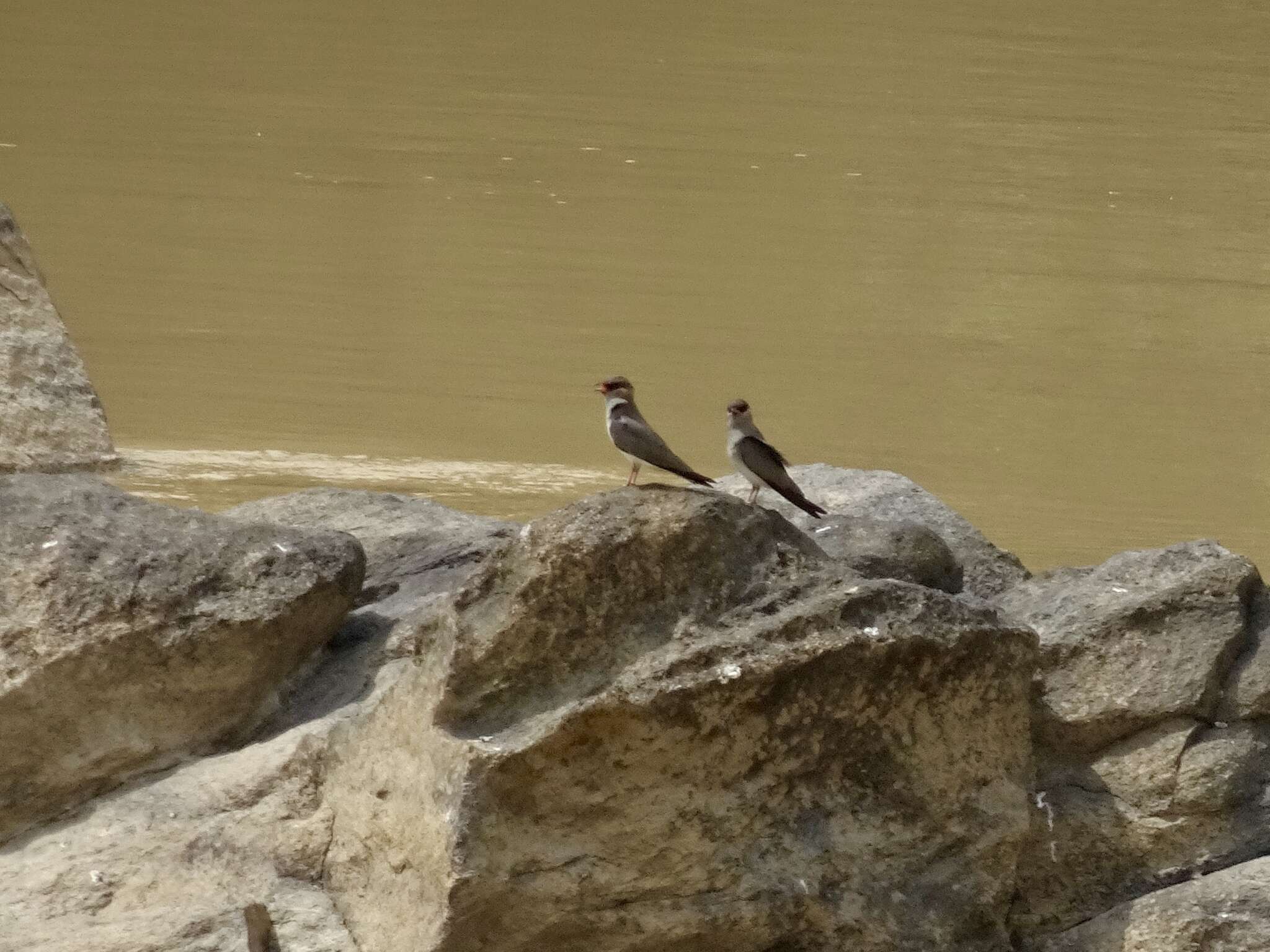 Image of Rock Pratincole