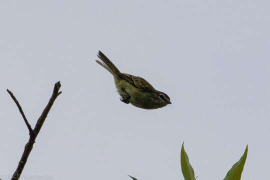 Image of Specious Tyrannulet