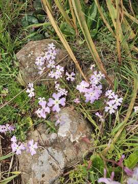 Imagem de Ricotia lunaria (L.) DC.