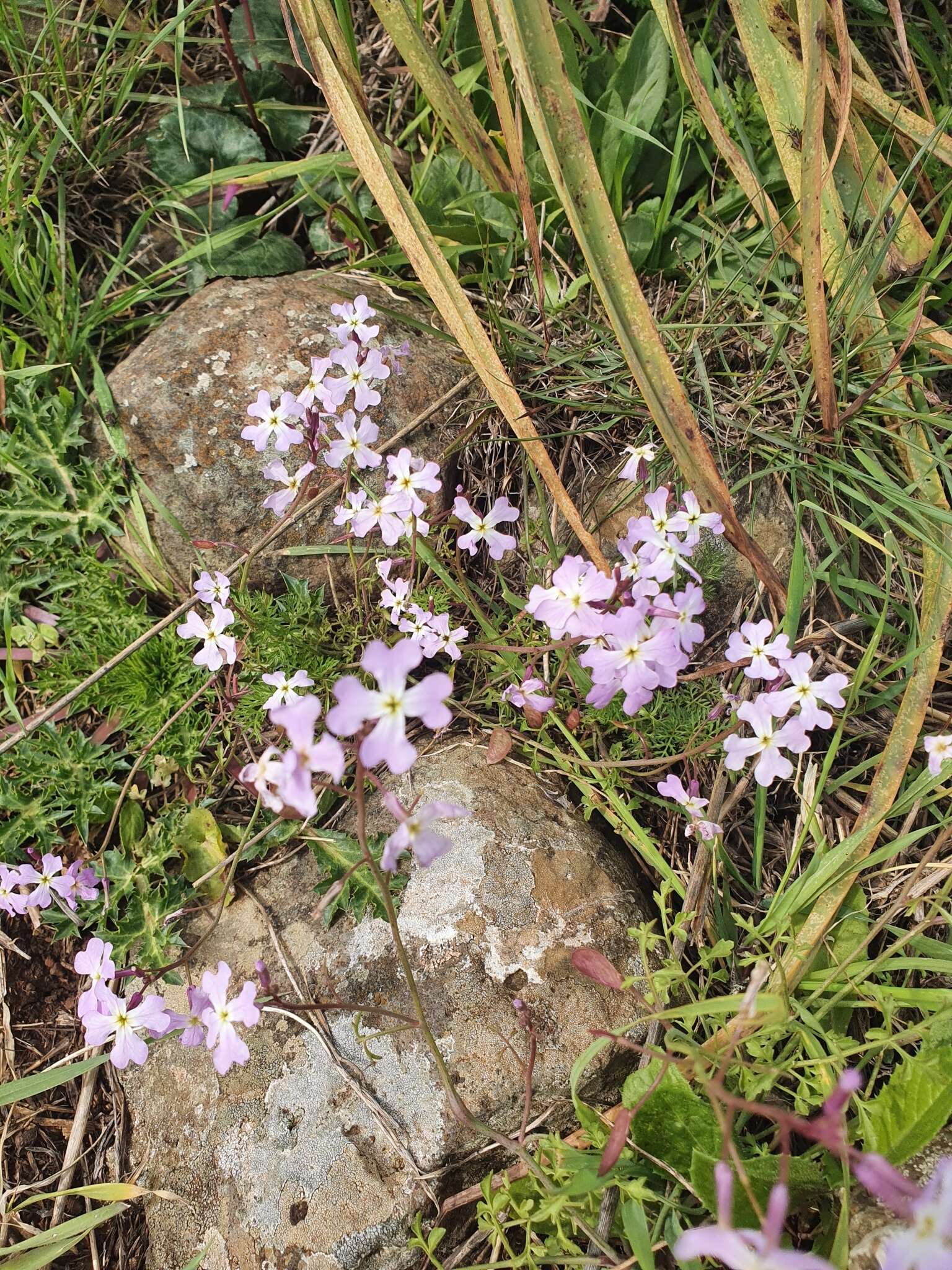 Image of Ricotia lunaria (L.) DC.