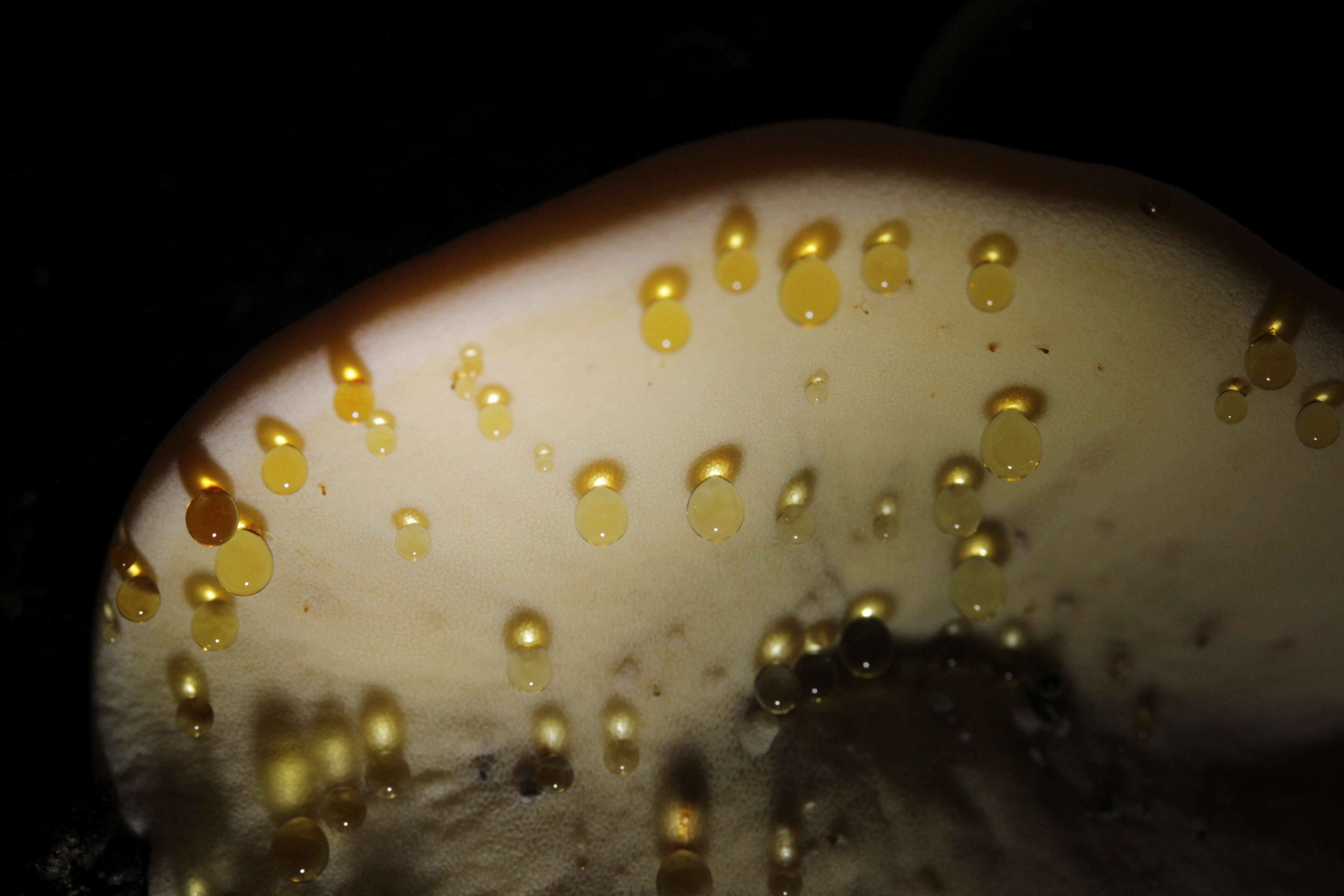 Image of Late fall polypore