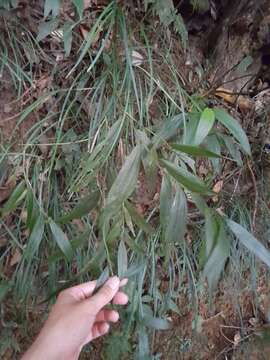 Image de Tropidia curculigoides Lindl.