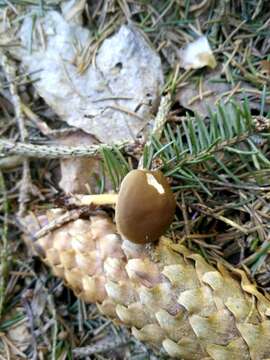 Image of sprucecone cap