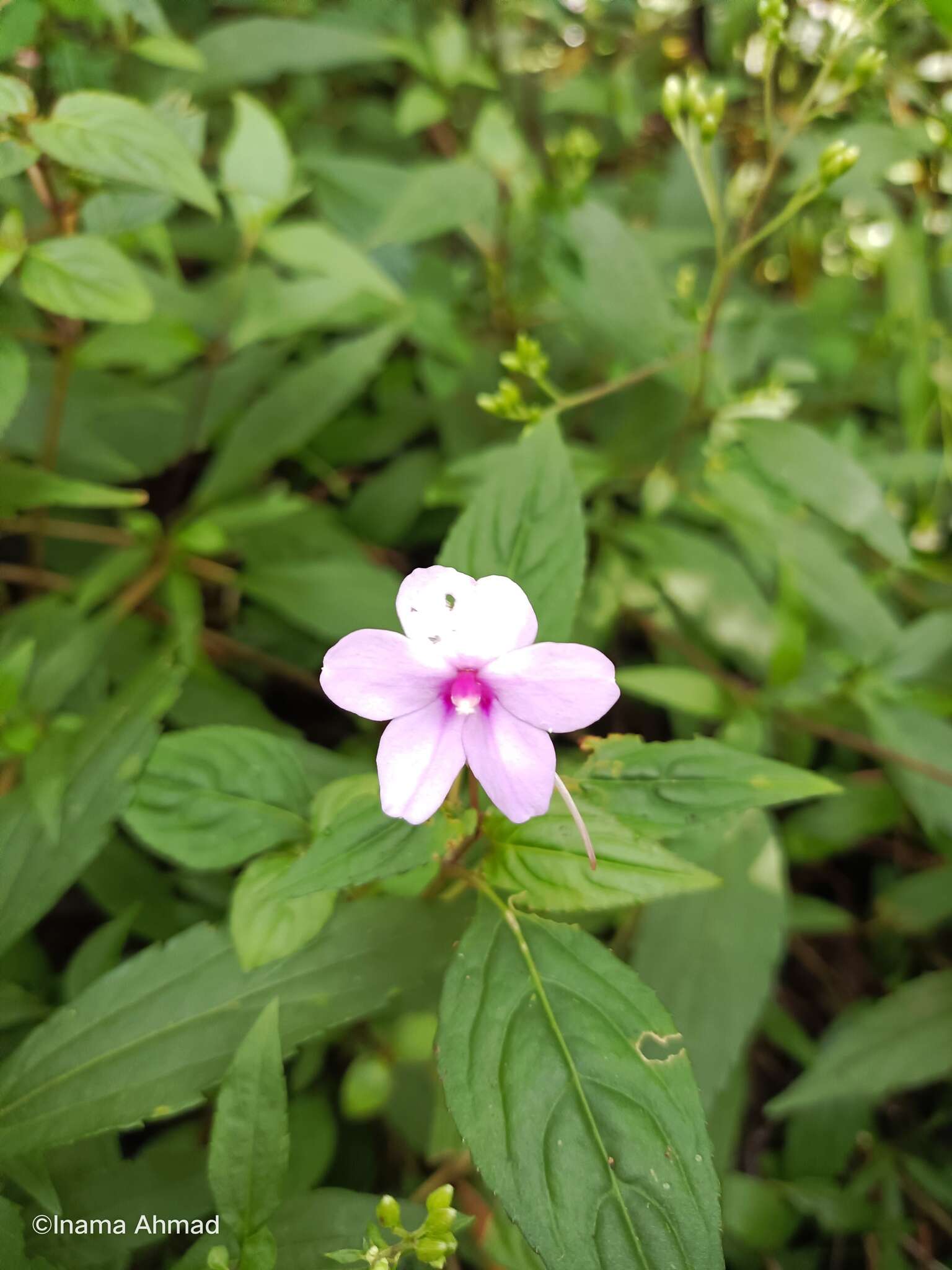 Image of Impatiens javensis (BI.) Steud.