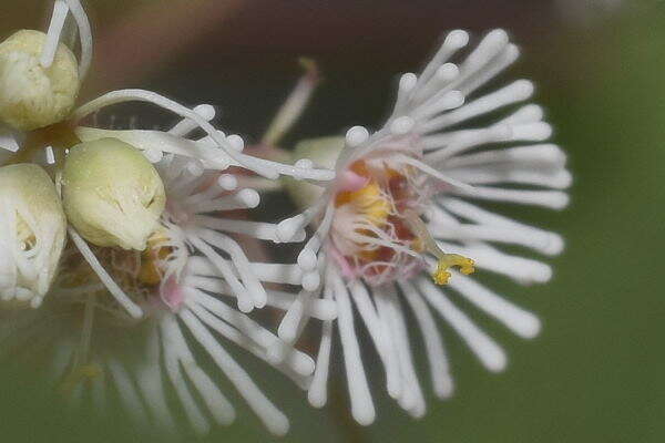 صورة Euphorbia eglandulosa V. W. Steinm.