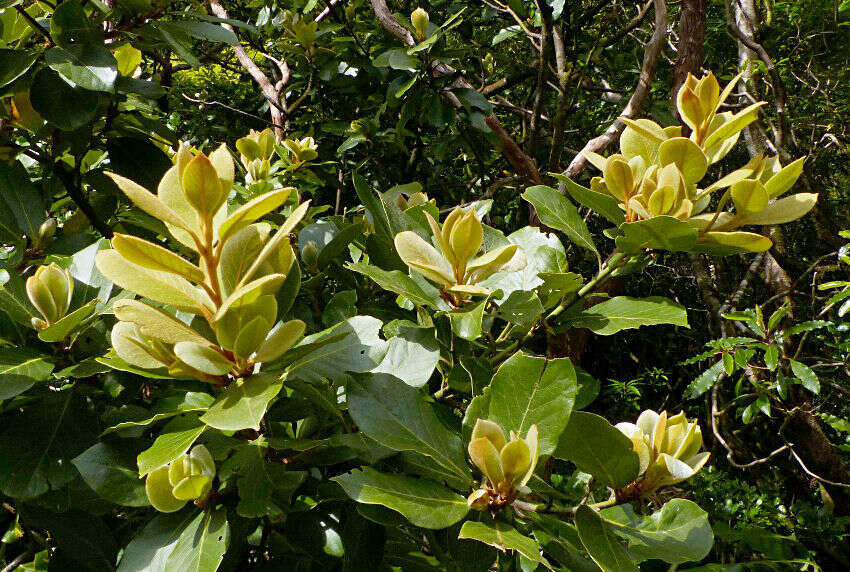 Image of Azores laurel