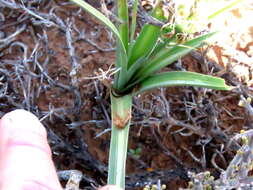 Image of Albuca virens (Lindl.) J. C. Manning & Goldblatt