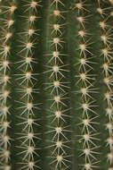 Image of Echinopsis oxygona