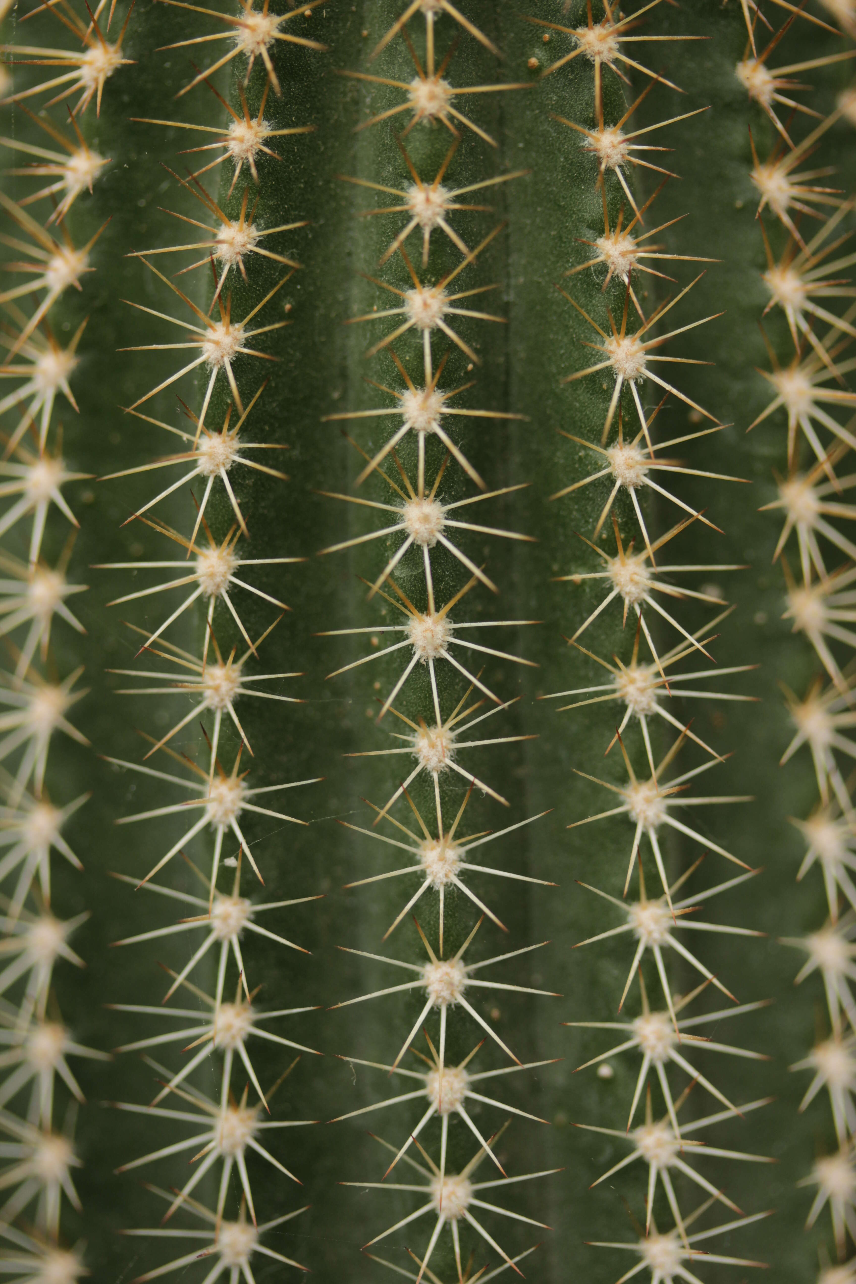 Image of Echinopsis oxygona