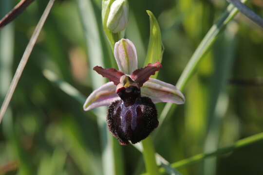 Ophrys sphegodes subsp. sipontensis (Kreutz) H. A. Pedersen & Faurh.的圖片