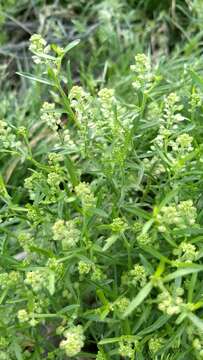 Image of shaggyfruit pepperweed