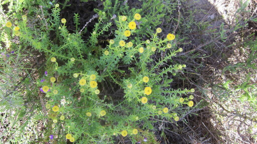 Image of Chrysocoma cernua L.