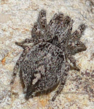 Image of Habronattus peckhami (Banks 1921)