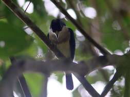 Image of White-mantled Barbet