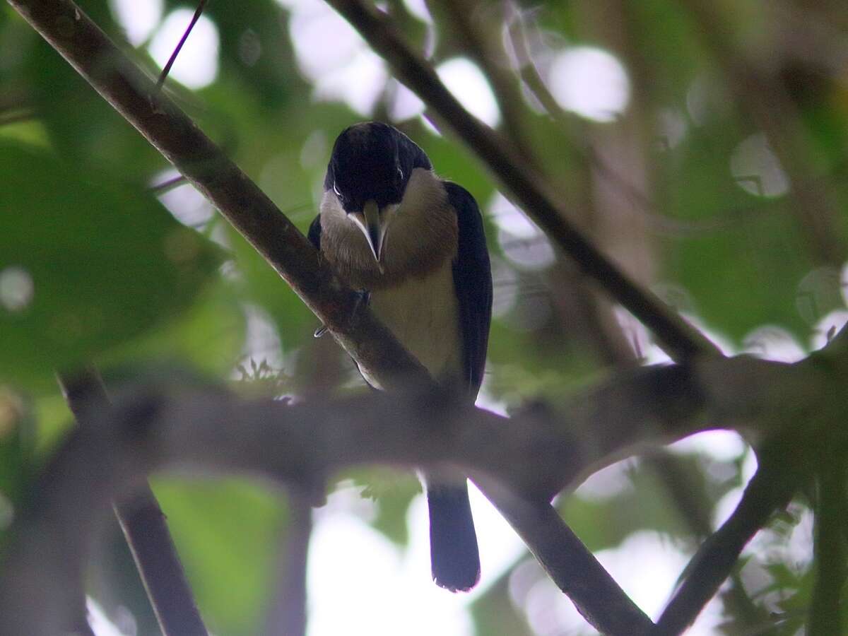 Image of White-mantled Barbet