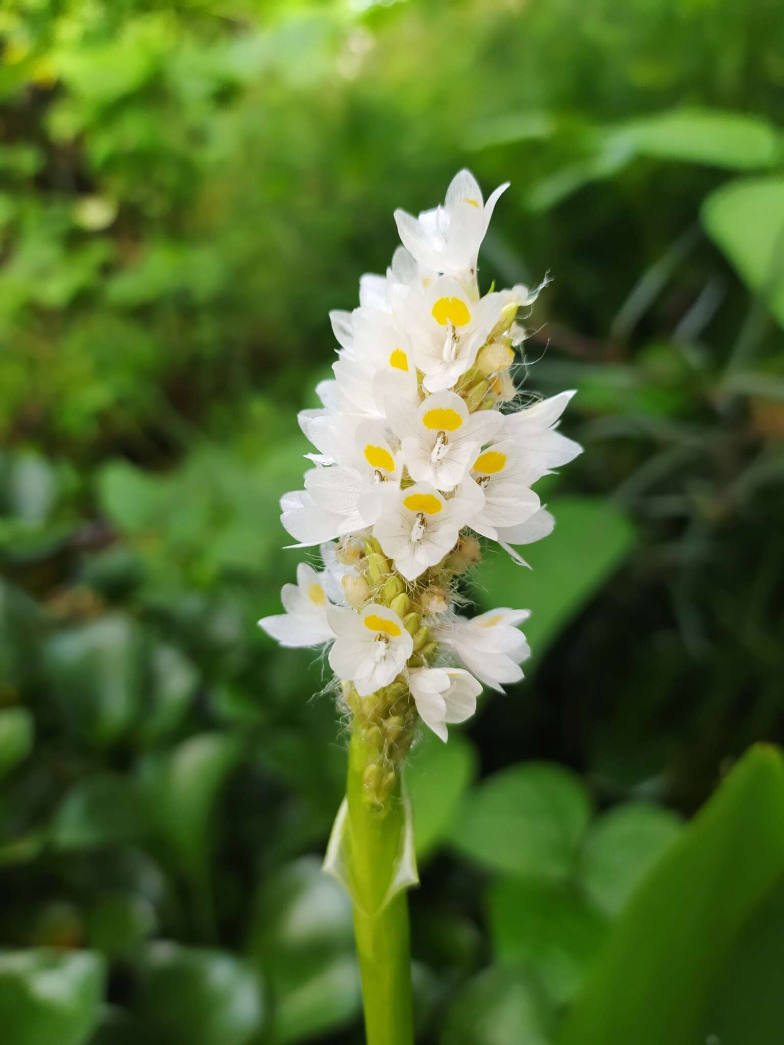 Image of Pontederia reflexa