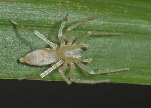 Image of Clubiona modesta L. Koch 1873