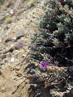 Image of California penstemon