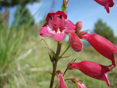 Image of Hartweg's beardtongue