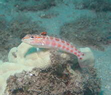 Image of Parapercis schauinslandi