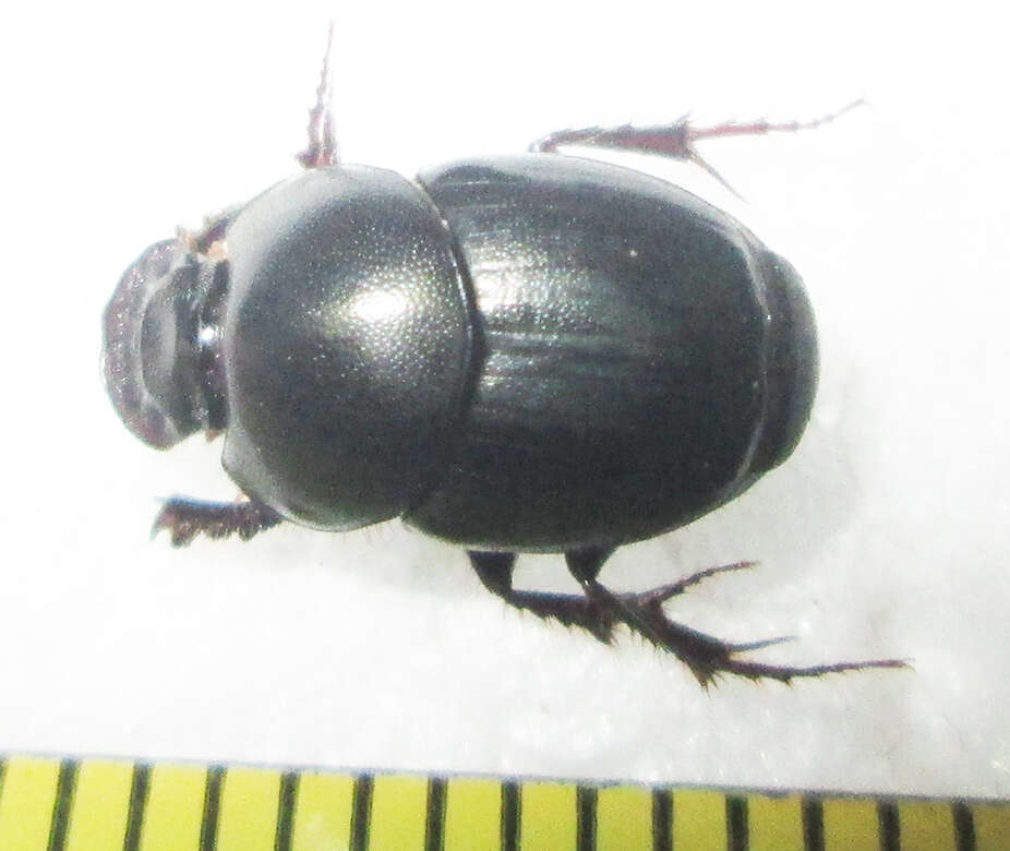 Imagem de Euonthophagus carbonarius (Klug 1855)