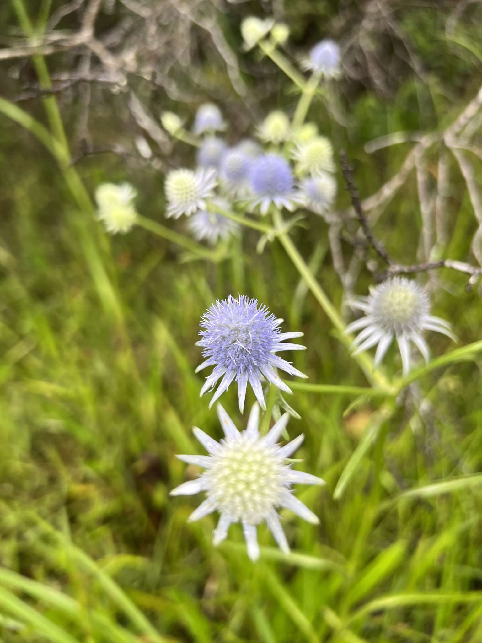 Image de Eryngium aquaticum L.