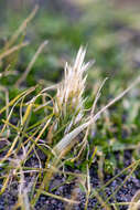 Image of Antarctic hair grass