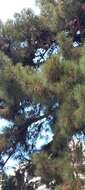 Image of Afghan pine