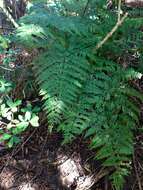 Слика од Pteris tremula R. Br.