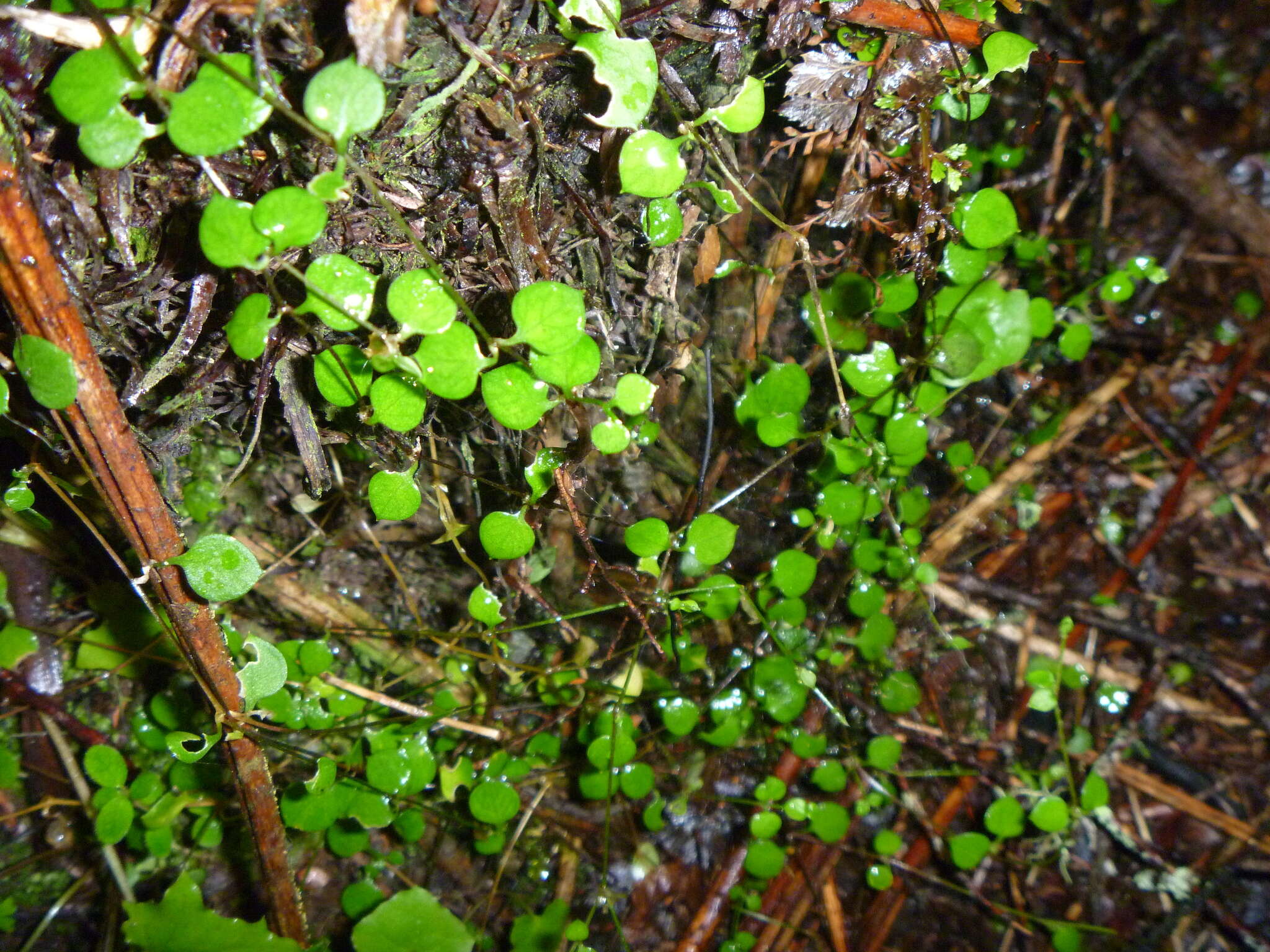 Imagem de Stellaria parviflora Banks & Soland. ex Hook. fil.