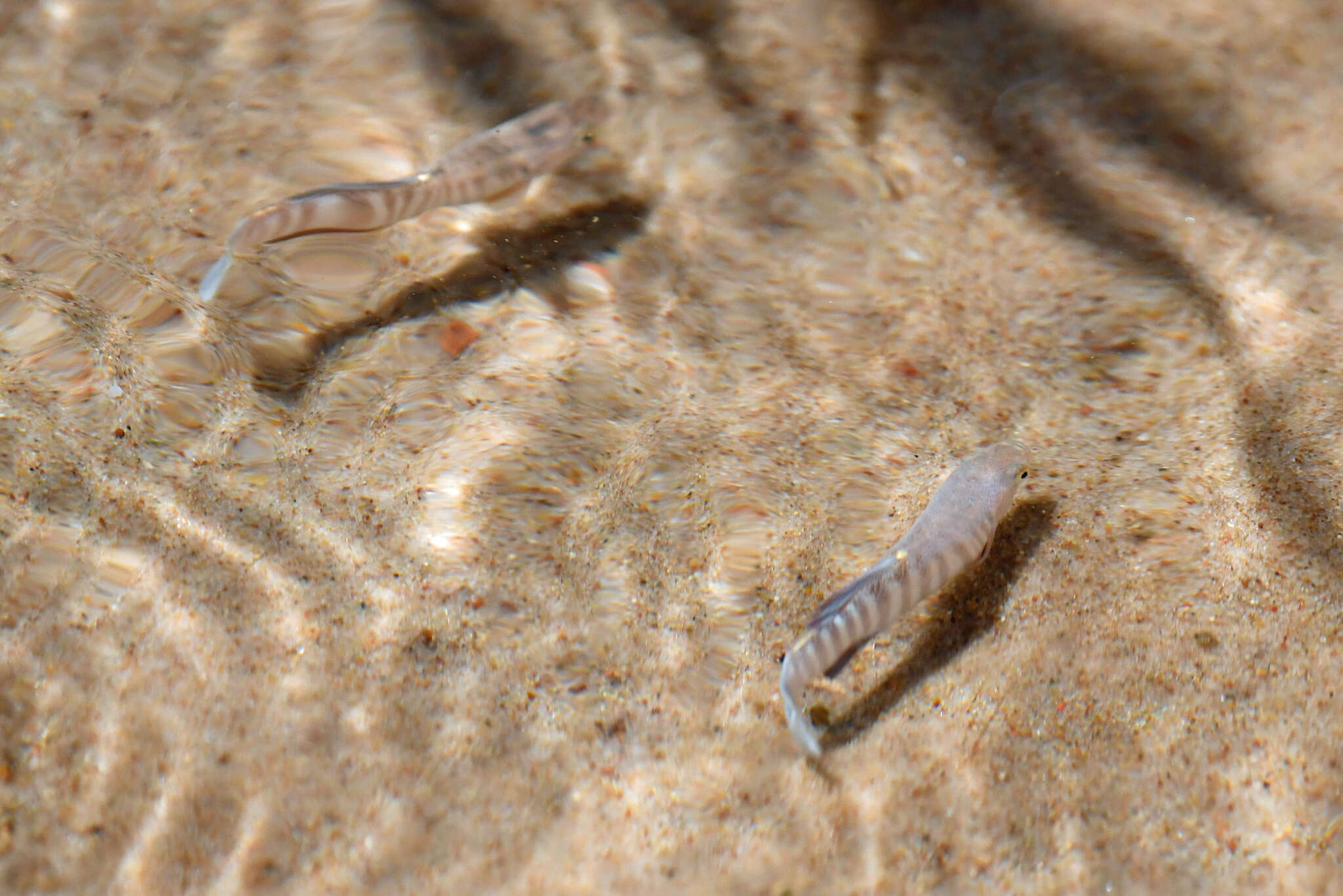 Image of Plains Killifish