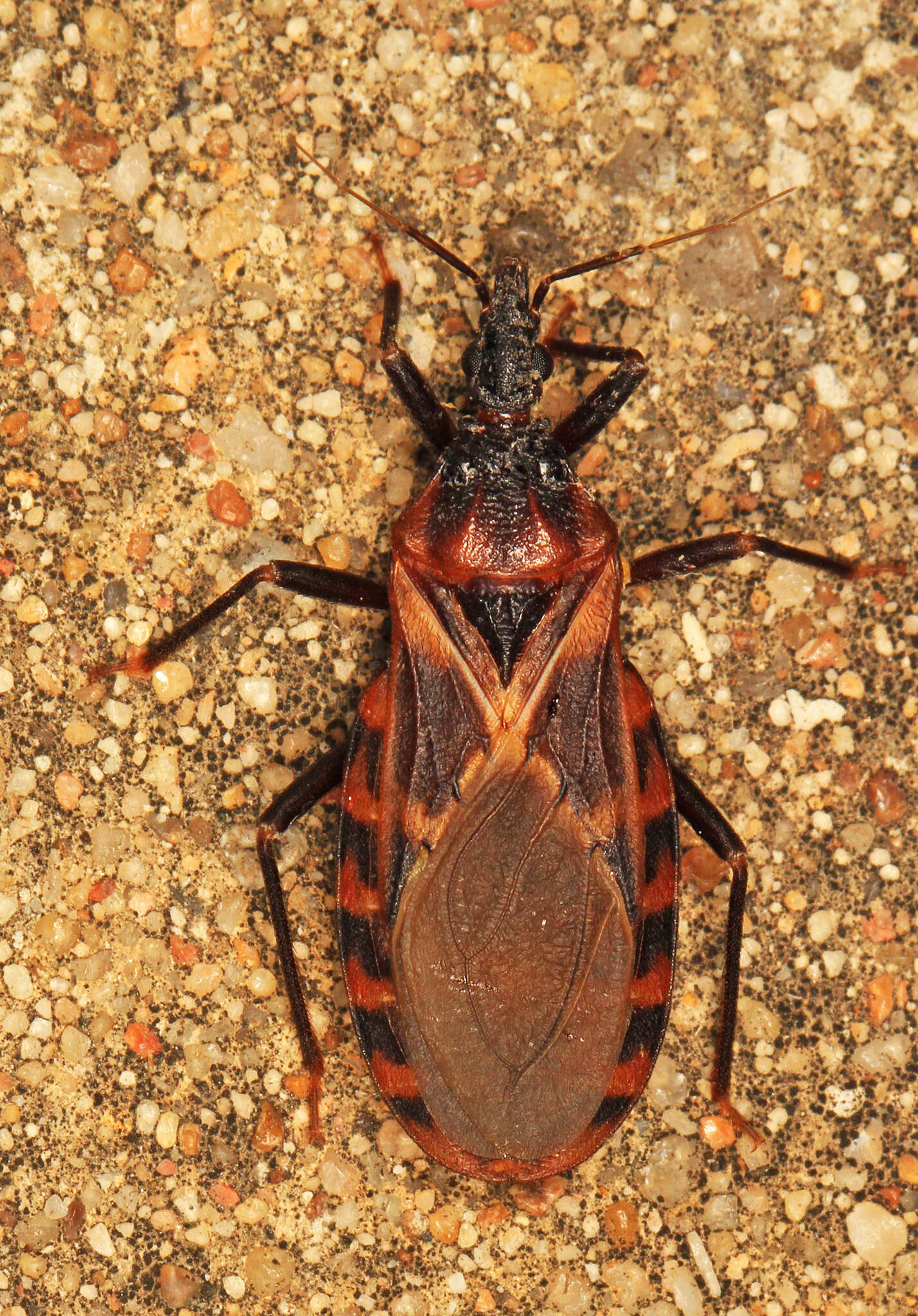 Triatoma lecticularia (Stål 1859)的圖片