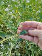 Image of broadleaved pepperweed