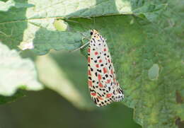 Plancia ëd Utetheisa pulchelloides Hampson 1907