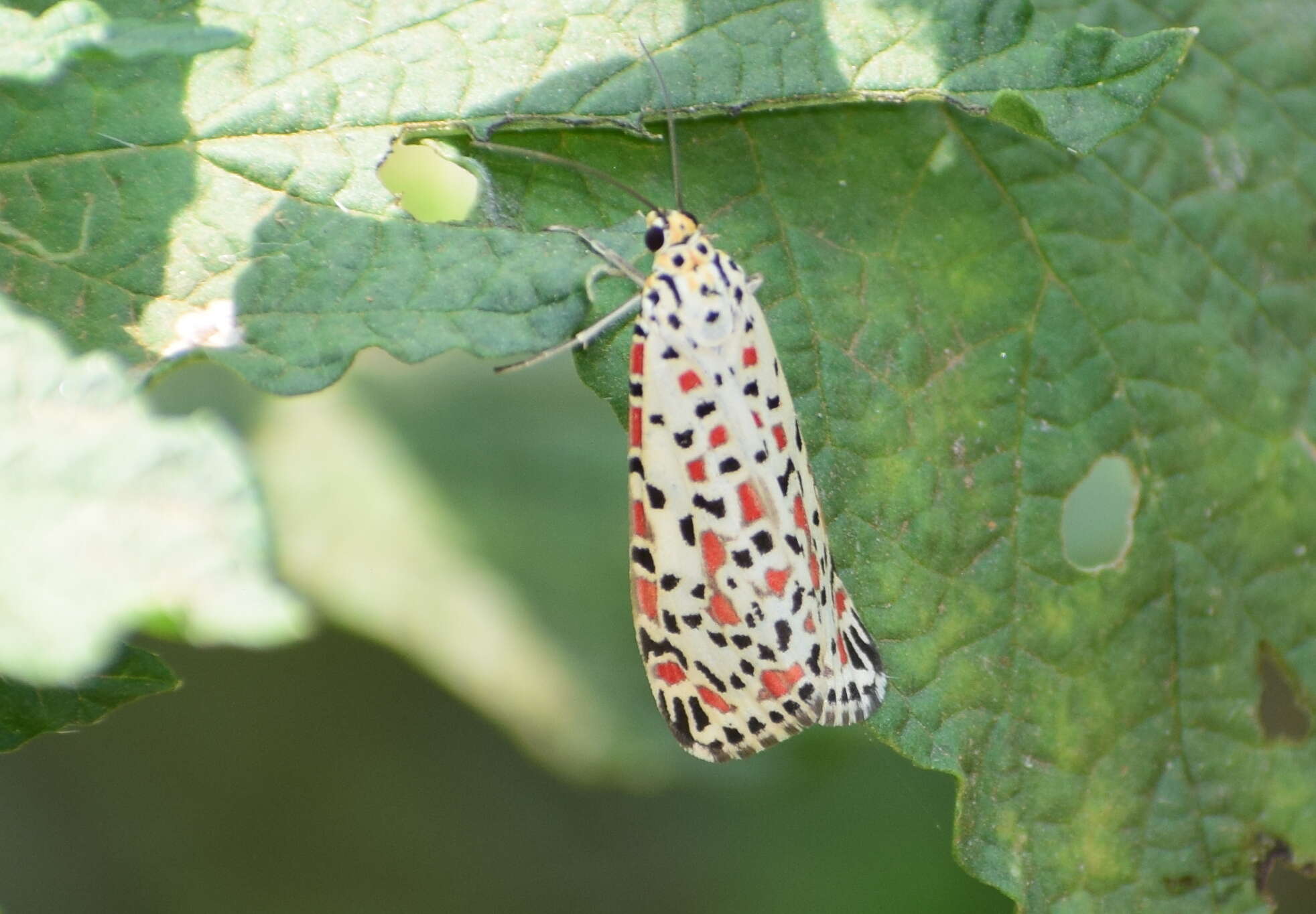 Image of Utetheisa pulchelloides Hampson 1907