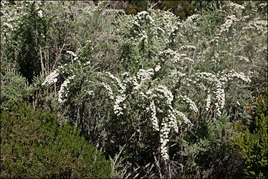 Image de Ozothamnus secundiflorus (Wakef.) A. A. Anderberg